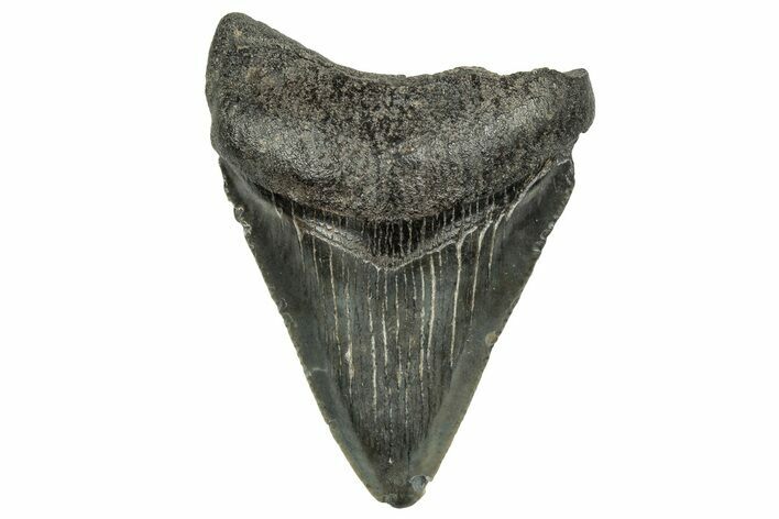 Serrated, Juvenile Megalodon Tooth - South Carolina #328722